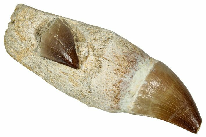 Composite Fossil Rooted Mosasaur Tooth - Morocco #336356